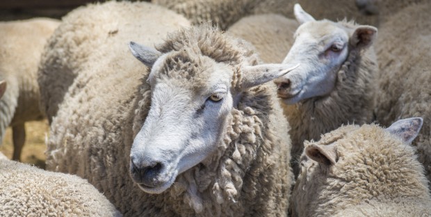 troupeau de moutons 